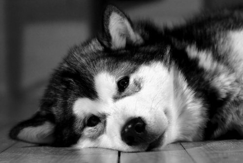 Дмитрий Калиниченко $^Святой Димитрий^$ | Гадяч