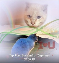 Мусечка Котя