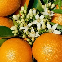 Маргарита Ильина