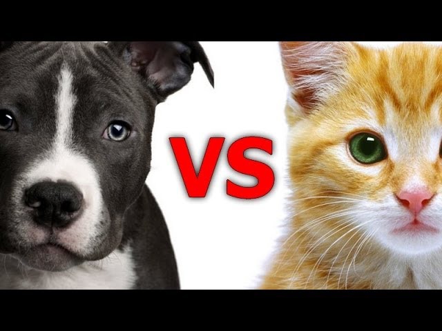 dog-vs-cat-love