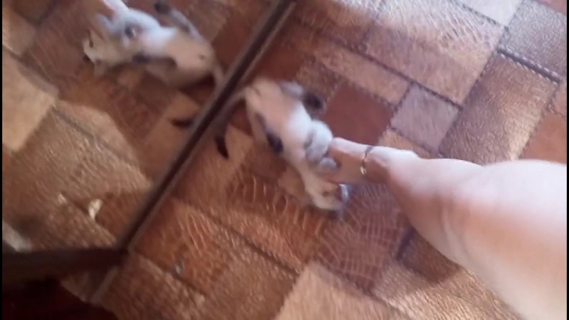 Красивые женские ножки играют с