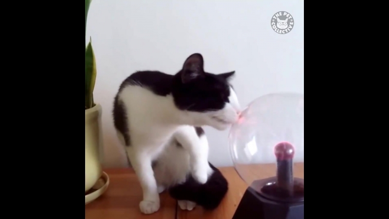Best cats of the year