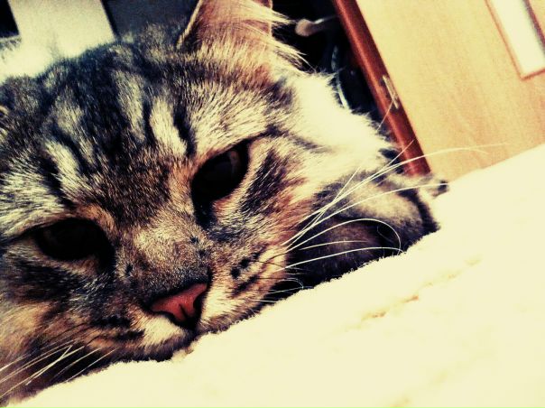 Анастасия Прохорова, Россия, Воронеж