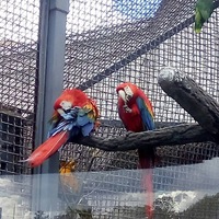 Кирилл Преображенский