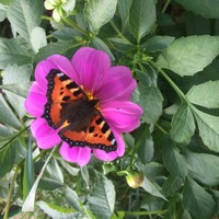 Ирина Васильева