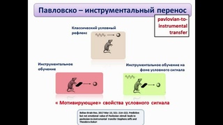Не наш условный рефлекс.