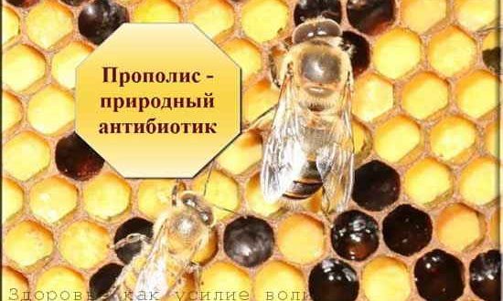 прополис
