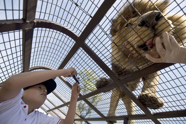 Экстремальная прогулка по чилийскому зоопарку Safari Lion Zoo Обычный городской зоопарк имеет вполне стандартный вид с любопытством разглядывая животных, люди прогуливаются по аллеям, а