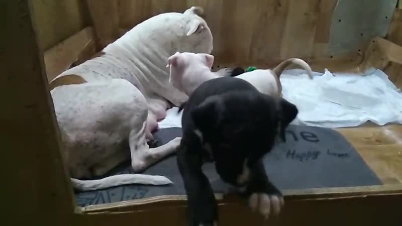 черная малышка, которая осталась, просится ко мне, а другие