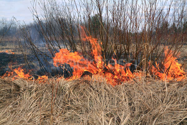 Огонь добирался до сухого куста. Пожар на инзерские зубчатках. Смолокурка сосновый бор. Огонь добирался до сухого куста. Пожары в греции.