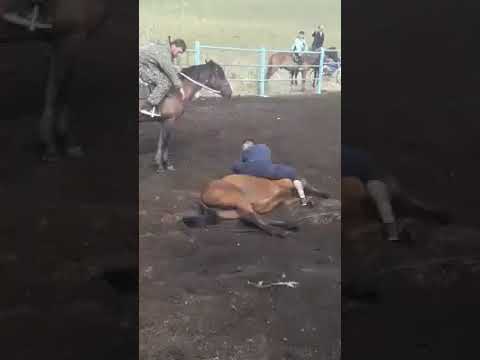 приручение жеребенка