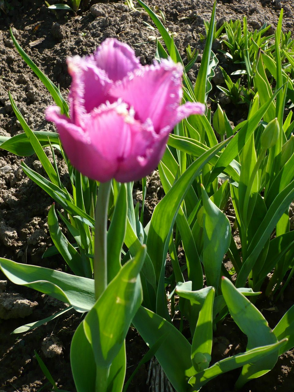 Татьяна Крупышева | 