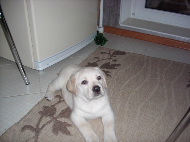 Дмитрий Левков | Новополоцк