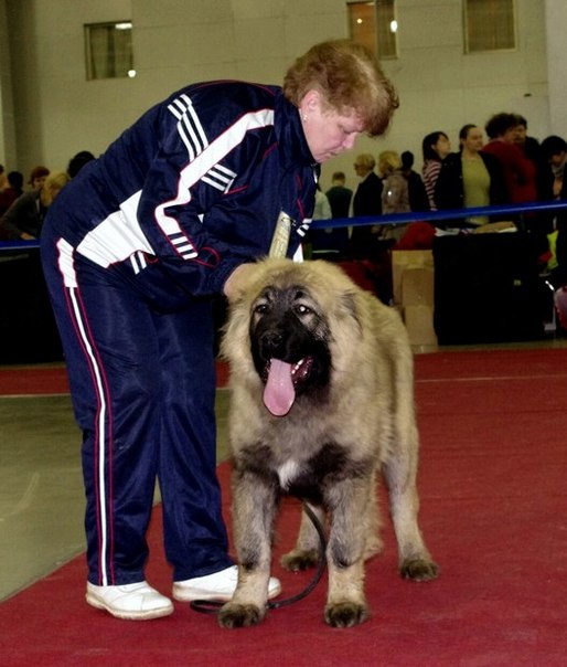 №72, Вероника Доничева, Новосибирск №72, Вероника Доничева, Новосибирск