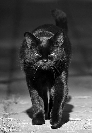 Муслим Исмаилов | Christchurch