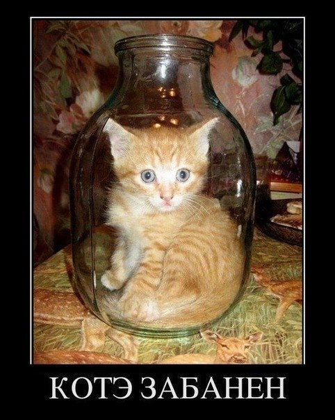 Надежда Бочарова котэ | Раздельная