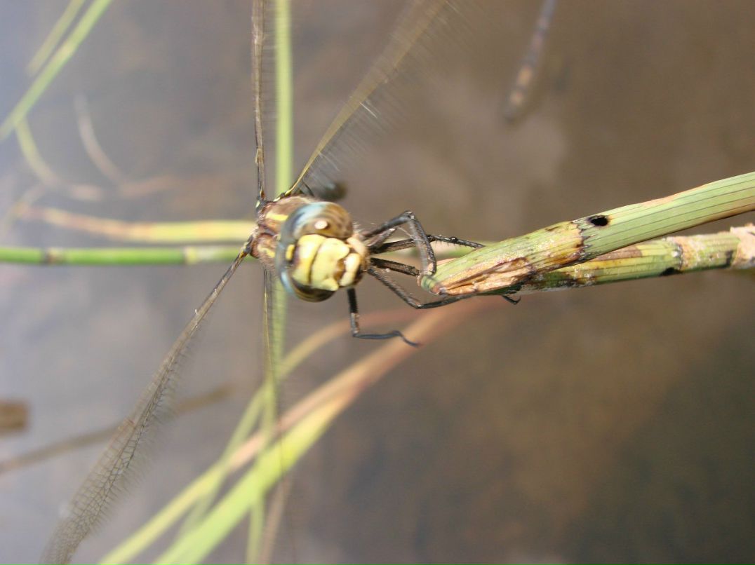 Евгений Осипов | Петрозаводск