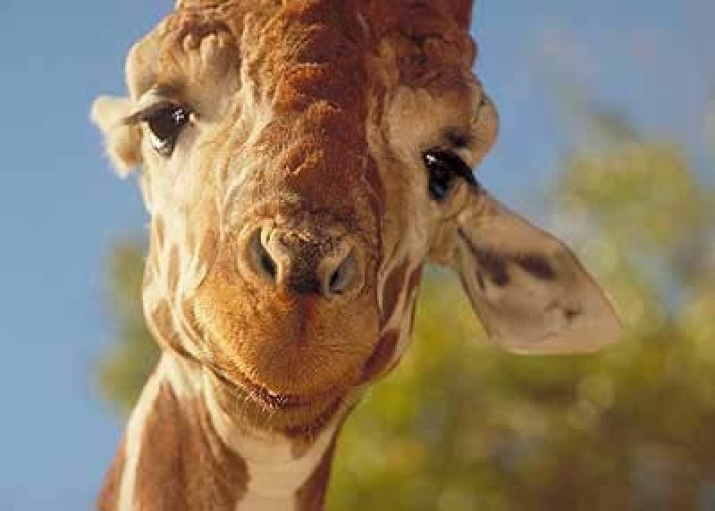 Сергей Сергеев | Санкт-Петербург