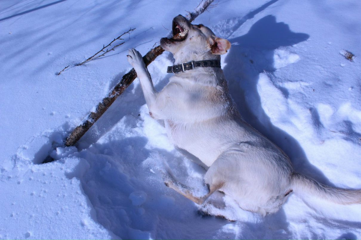 Антон Метальников | Люберцы