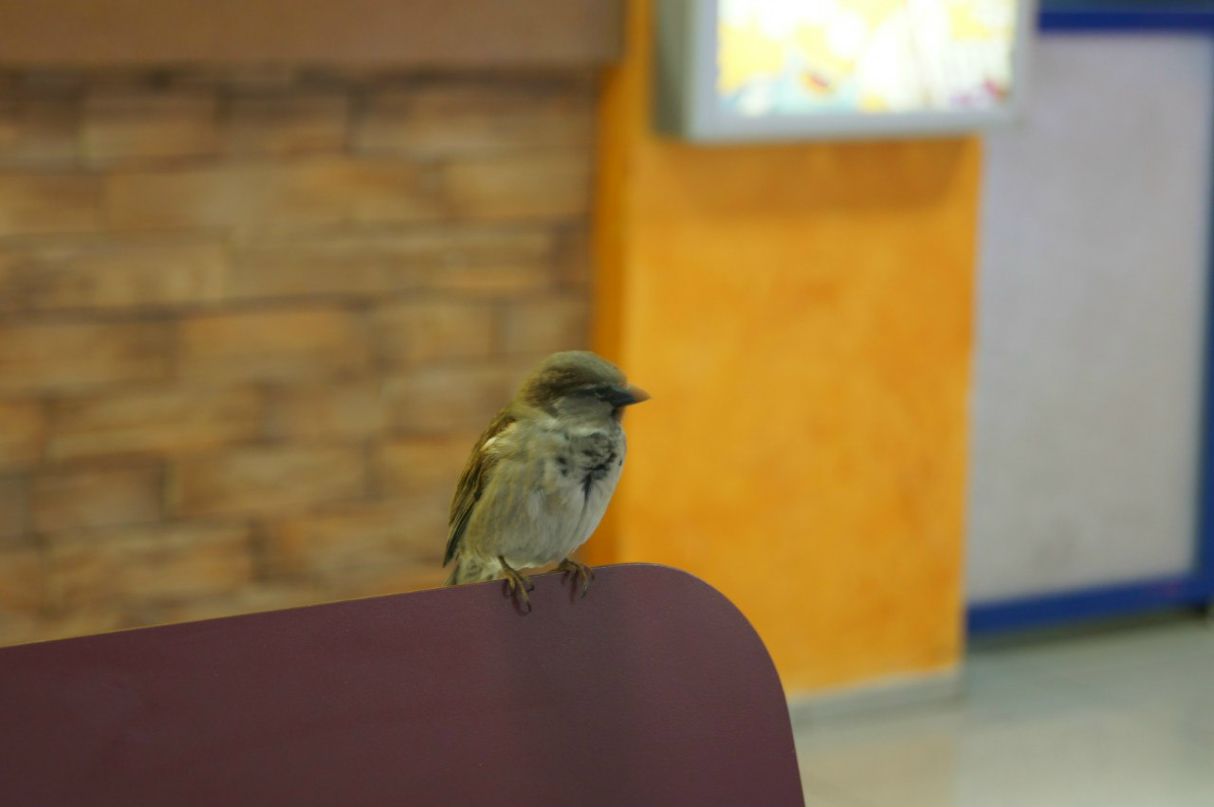 Илья Биденко | Нижний Новгород