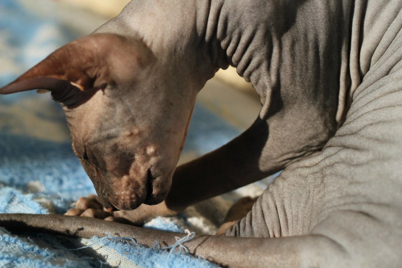 Гоша Чочуа | Санкт-Петербург