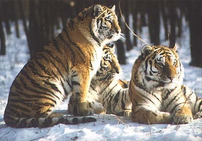 Анастасия Новикова | Санкт-Петербург