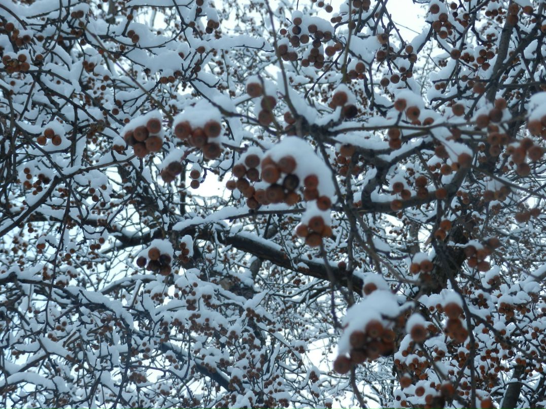 Янина Северцова | Москва