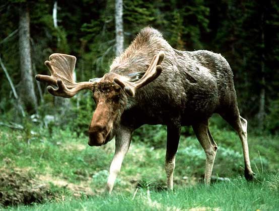 Никита Лосев ХХХ | Усть-Абакан