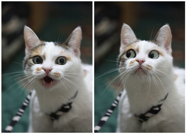 Вася Петров | Москва