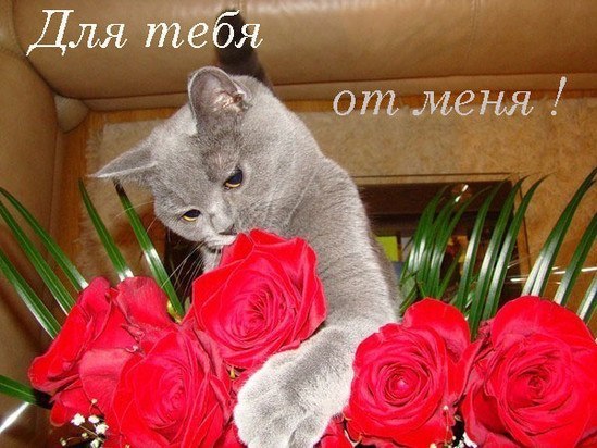 №5, Анна Гапонова №5, Анна Гапонова