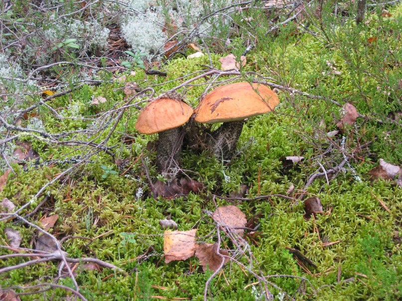 Павел Дерябин | Санкт-Петербург