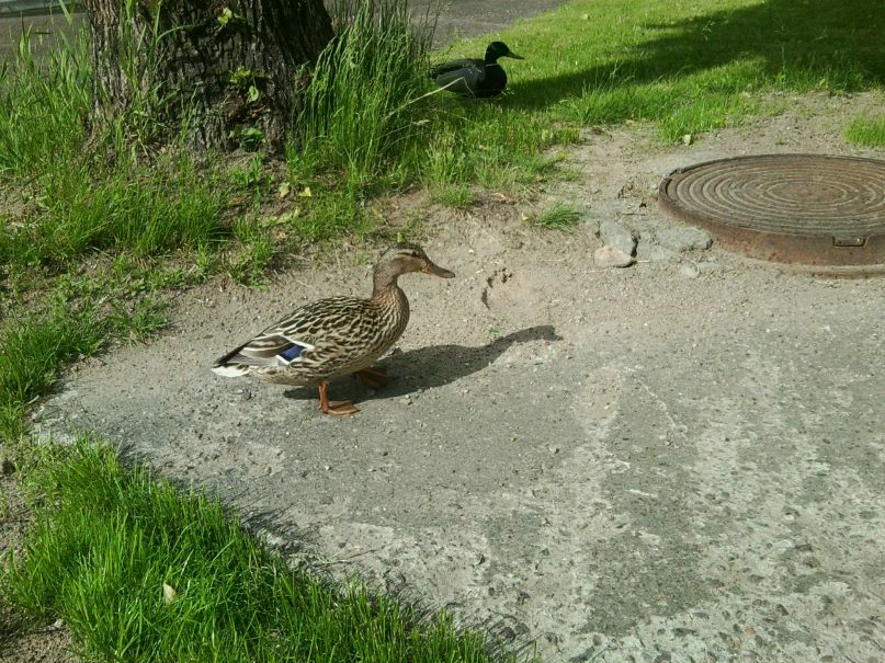 Ирина Бужан Александровна | Минск