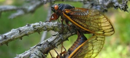 цикады цикады. цикада малазийская. цикады. экзувий цикады. муха цикада.