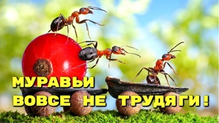 Кто из животных настоящий трудяга?