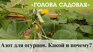 Голова садовая - Азот для огурцов. Какой и почему