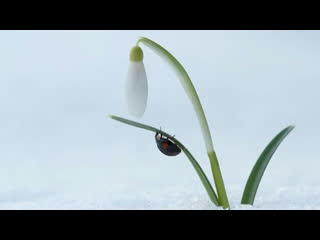 Антонио Вивальди - Времена года - Весна - Часть 1 - Шедевры классической музыки