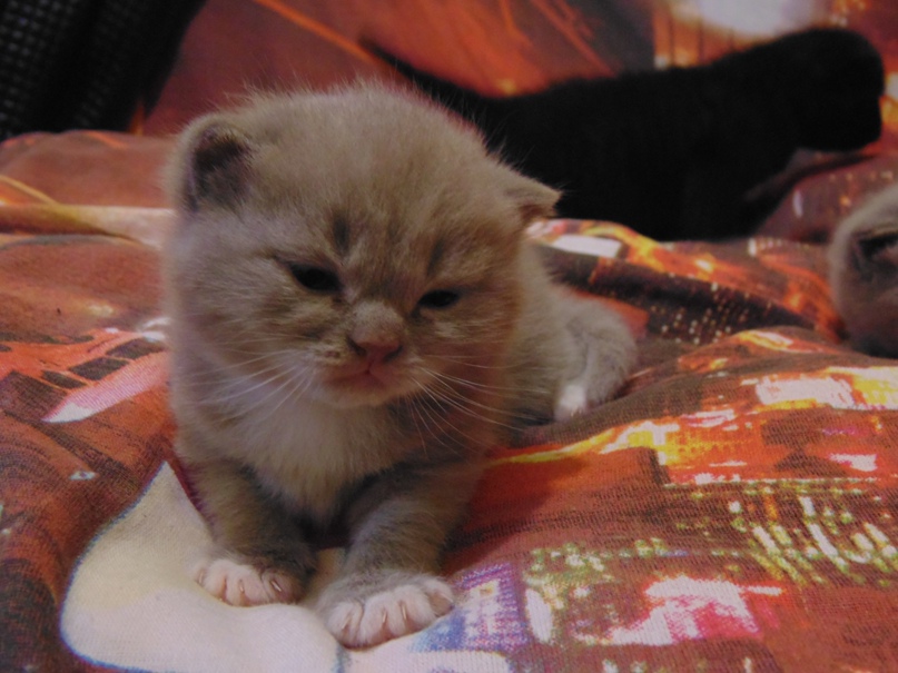 Алексей Дементьев |