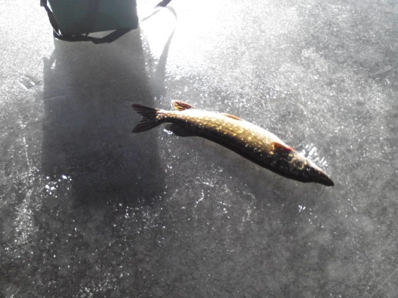 Михаил Бибиков | Санкт-Петербург