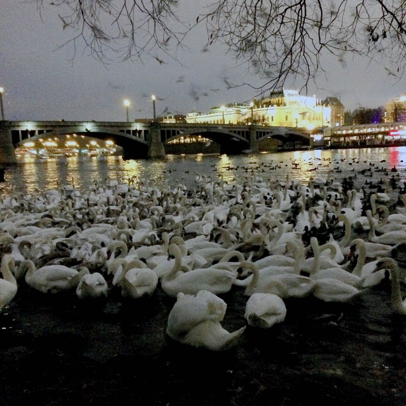 Руслан Гусейнов Russelmann | Wien