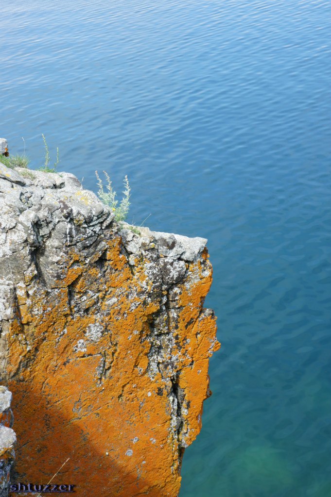Дашик Зу | Санкт-Петербург