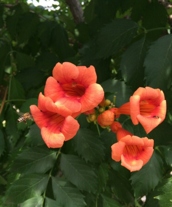 Татьяна Васильевна | Тростянец