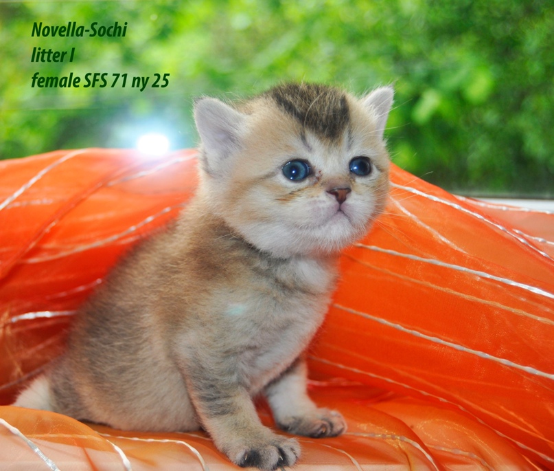 Елена Новохацкая | Сочи