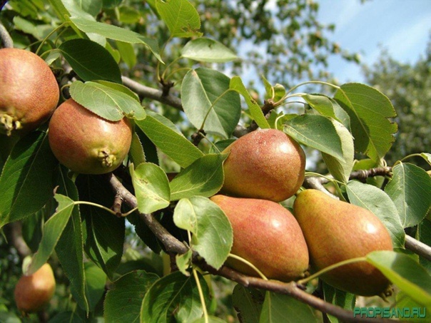 груши Богатая зимние крупные (от 150г) фото, выращивание, посадка и уход, купить
