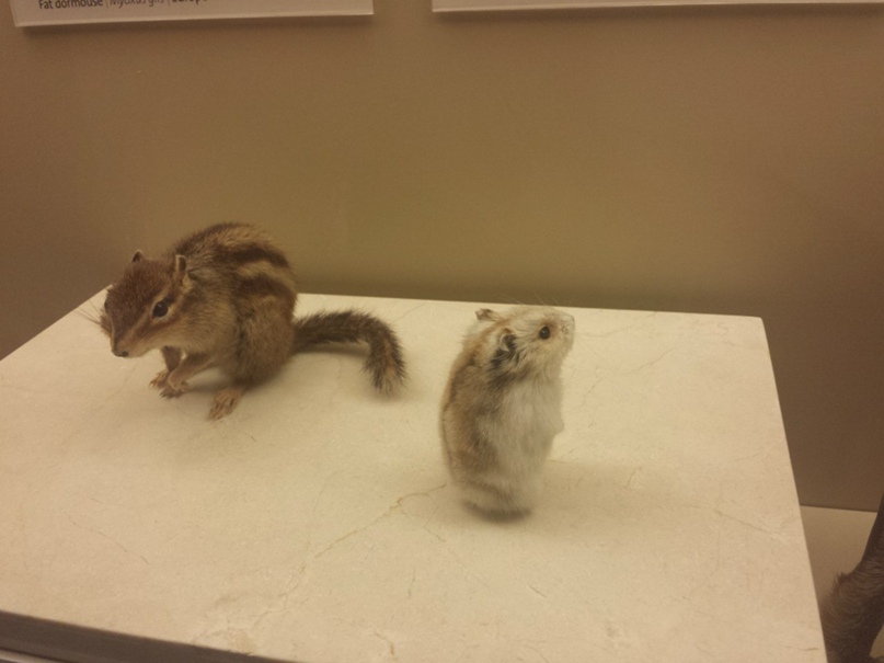 Алёна Воронова |