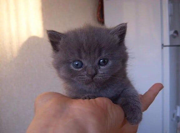 1 месячный котенок фото 1 месячный котенок фото
