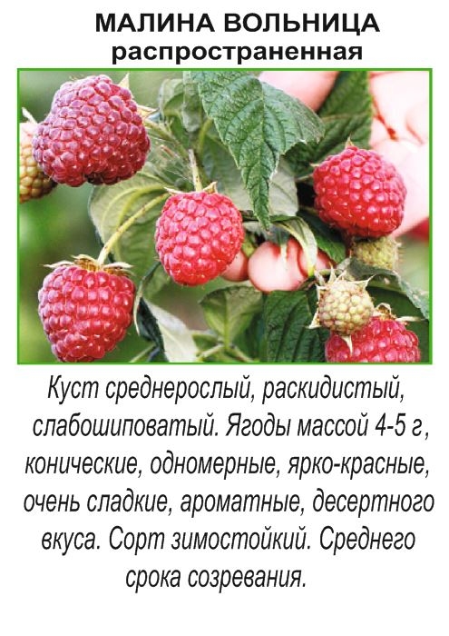 Малина обыкновенная Вольница (Volnitca). Краткий обзор, описание характеристик,