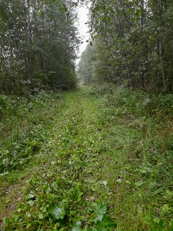 Наталья Ильина | Вологда