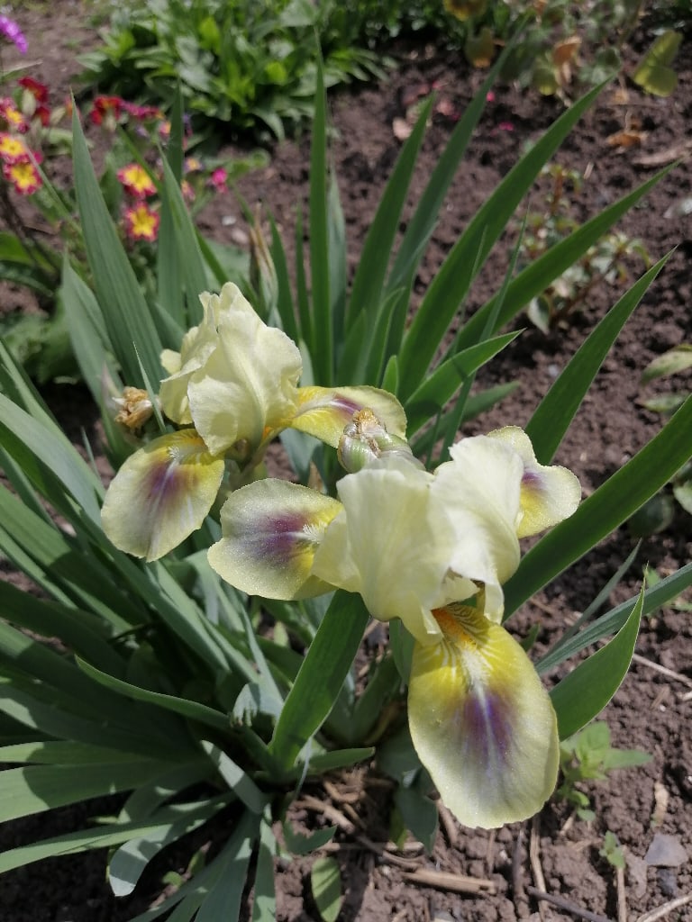 Наталья Хлестакова | Чернушка