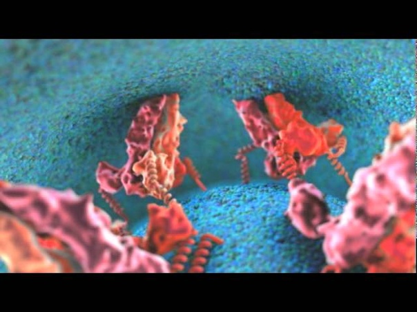 Dengue Viral Fusion dengue viral