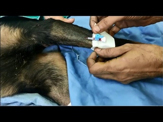 Постановка внутривенного катетера в подкожную вену у собаки / Inserting intravenous cannula in cephalic vein in dog